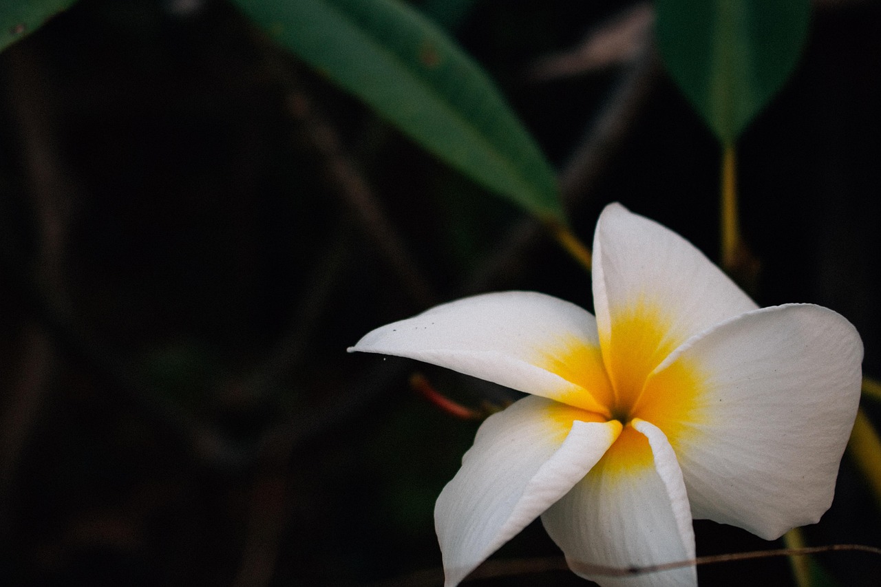 Agile Development and Iteration