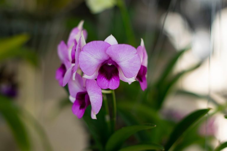 The Evolution Of Lancamentos A Journey Through Time