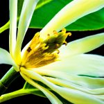 Understanding The Impact Of Lancamentos On Market Trends