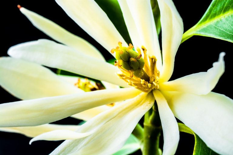 Understanding The Impact Of Lancamentos On Market Trends